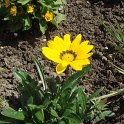 Gazania x 'Kiss Lemon'